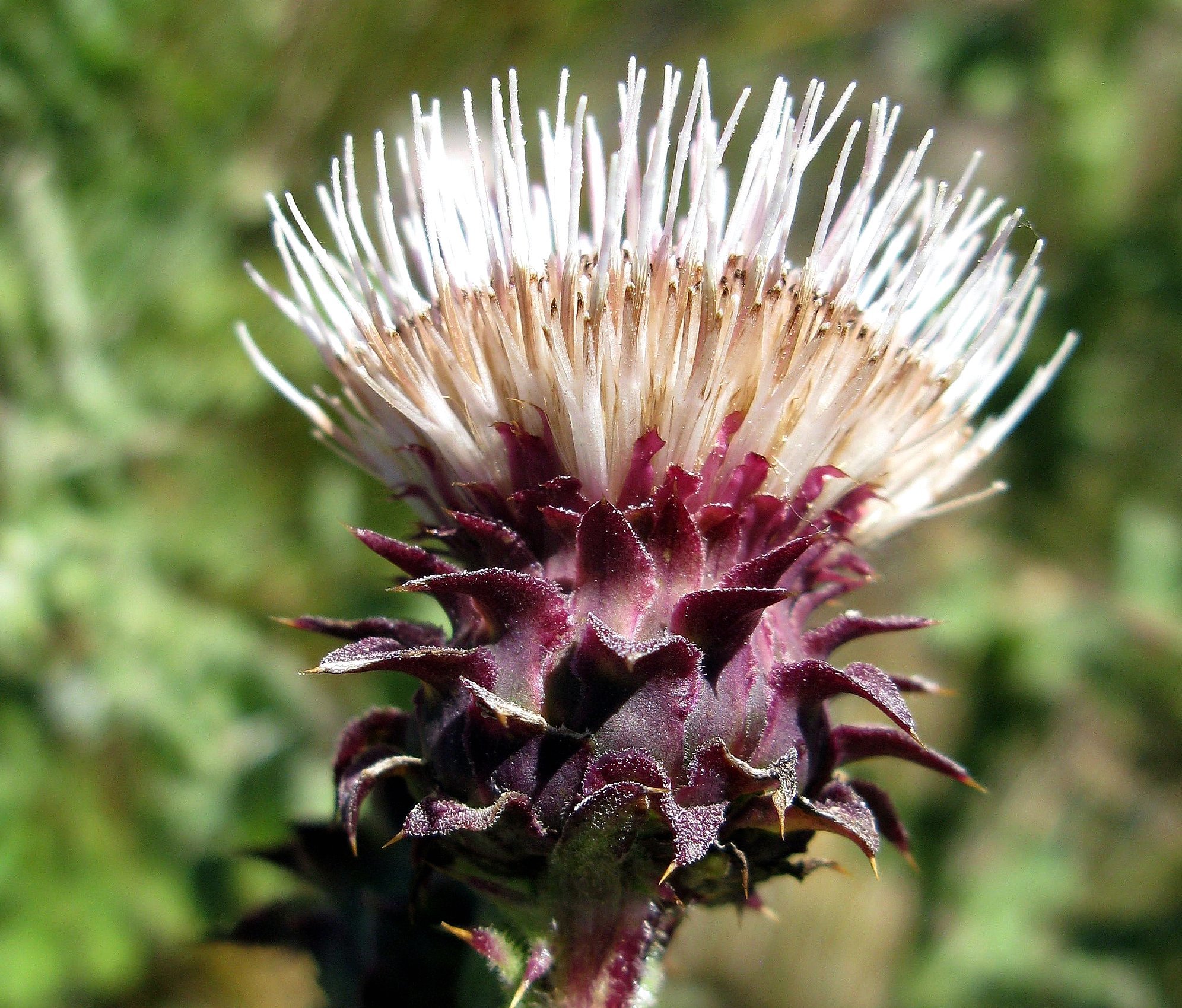 Cirsium fontinale var. fontinale