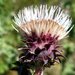 Crystal Springs Fountain Thistle - Photo (c) Scott Cox, some rights reserved (CC BY-NC-ND)