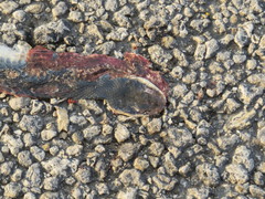 Coluber constrictor paludicola