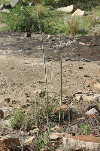 Drimia altissima