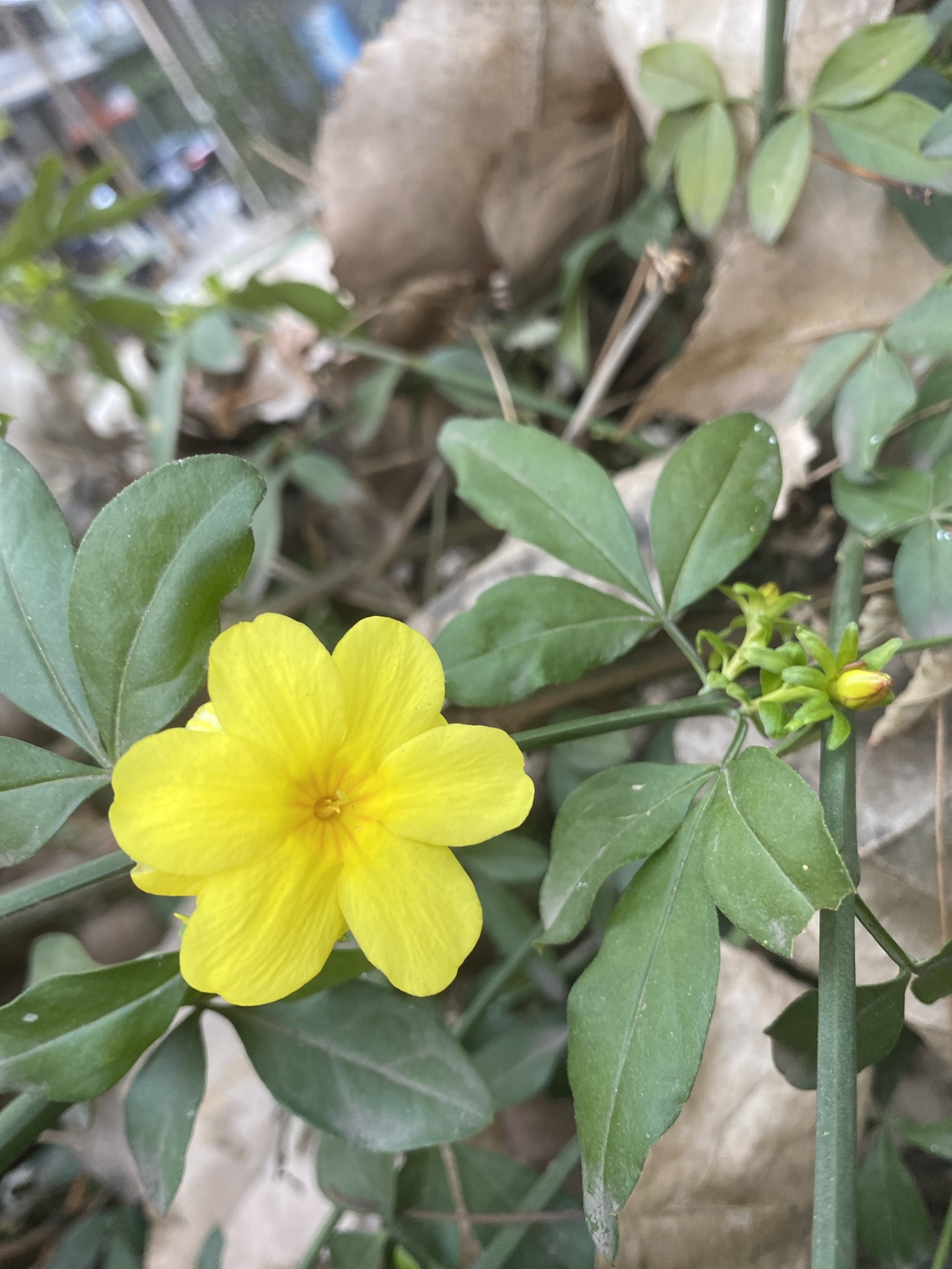 Imagem de Jasmim-amarelo