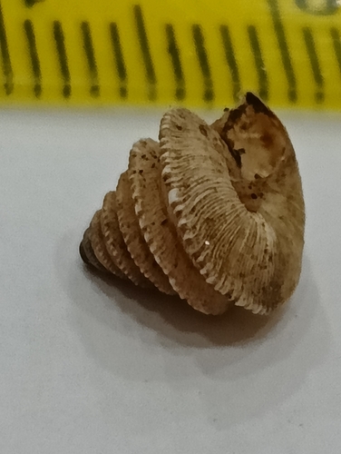 Trochoidea caroni