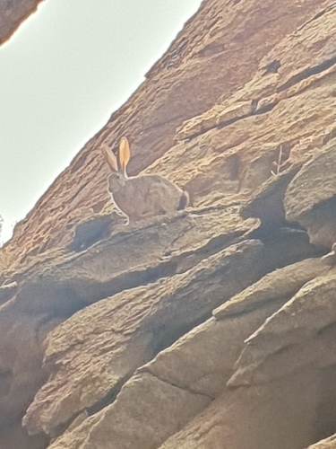 Jameson's Red Rock Hare (Pronolagus randensis)