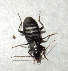 Platynina