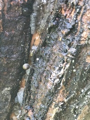 Euconulidae