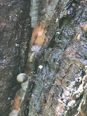 Euconulidae