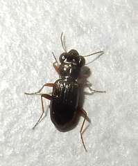 Notiophilus aeneus