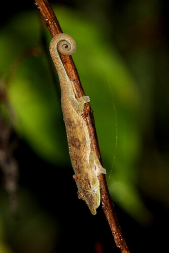 Deceptive Chameleon