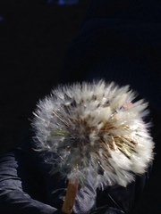 Taraxacum officinale