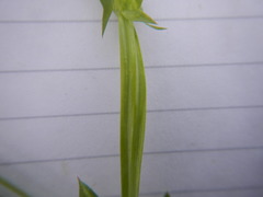 Lathyrus pusillus