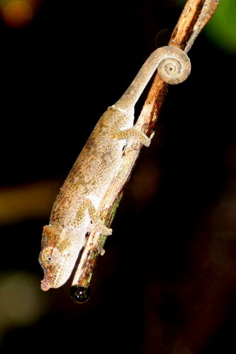 Deceptive Chameleon