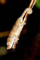 Deceptive Chameleon photo 4