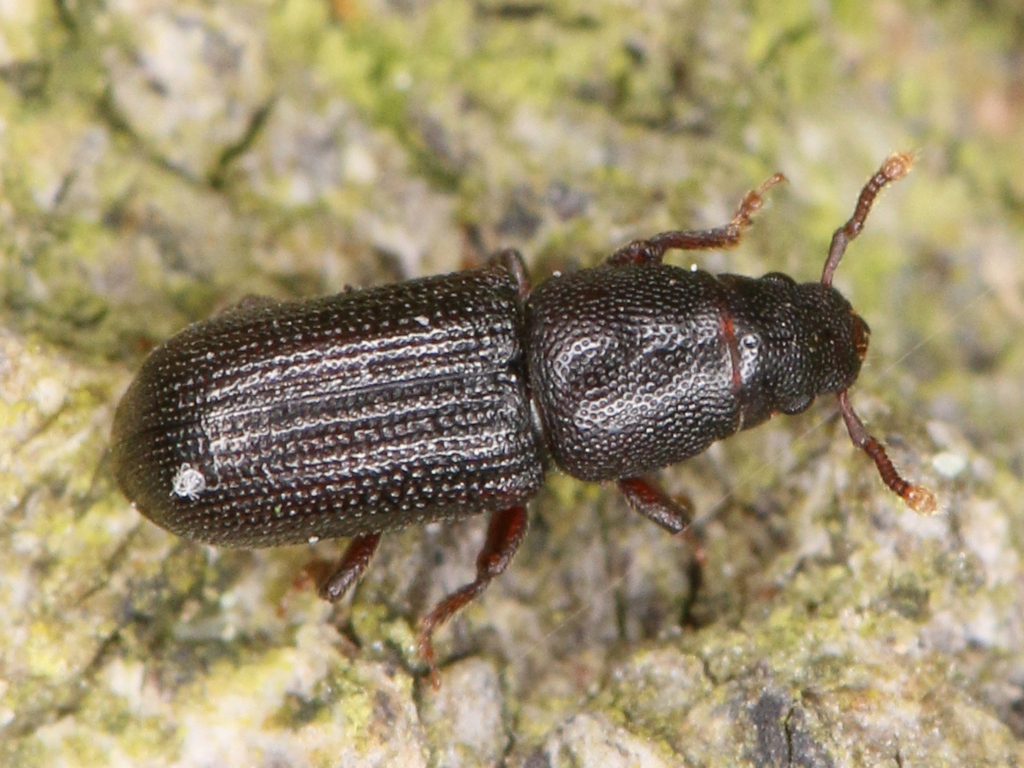 Rhyncolus punctatulus