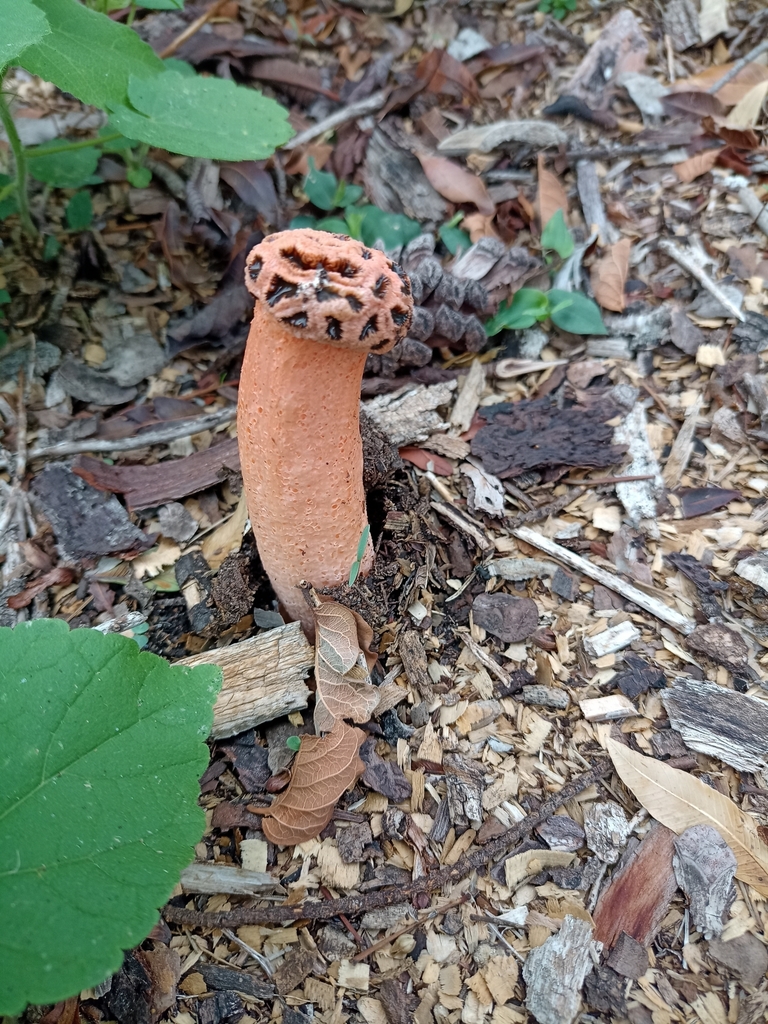 Lysurus sphaerocephalus · January 2024 · photo: © patriciabenitez (iNaturalist, cc-by-nc)