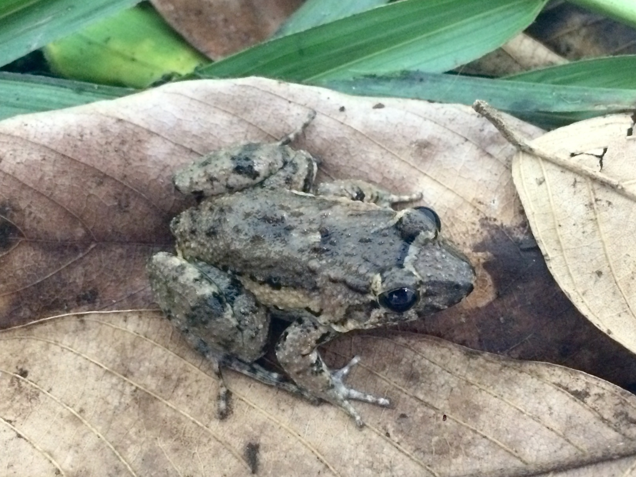 Leptodactylus natalensis Lutz, 1930