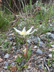 Erythronium multiscapideum
