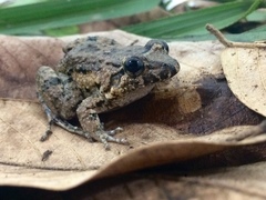 Leptodactylus natalensis