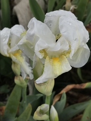 Iris albicans