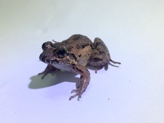 Leptodactylus natalensis