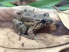 Leptodactylus natalensis