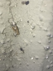 Insecta