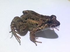 Leptodactylus natalensis