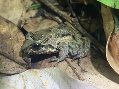 Leptodactylus natalensis