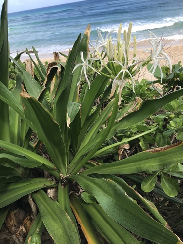 Crinum asiaticum observed 2019-04-11
