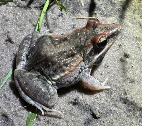 Mozambique ridged frog