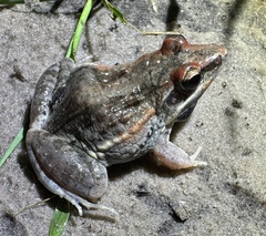 Mozambique ridged frog