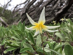 Erythronium multiscapideum