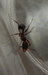 Aphaenogaster fulva