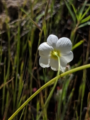 Hesperomecon linearis