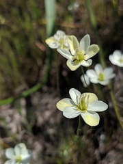 Hesperomecon linearis