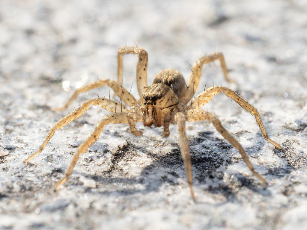 Hygrolycosa