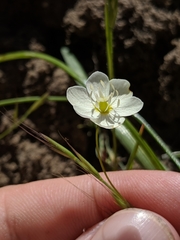 Hesperomecon linearis