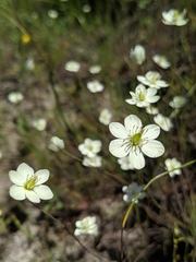 Hesperomecon linearis