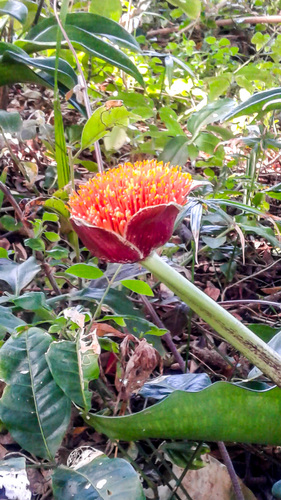 Scadoxus membranaceus (Baker) Friis & Nordal