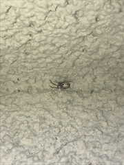 Steatoda nobilis