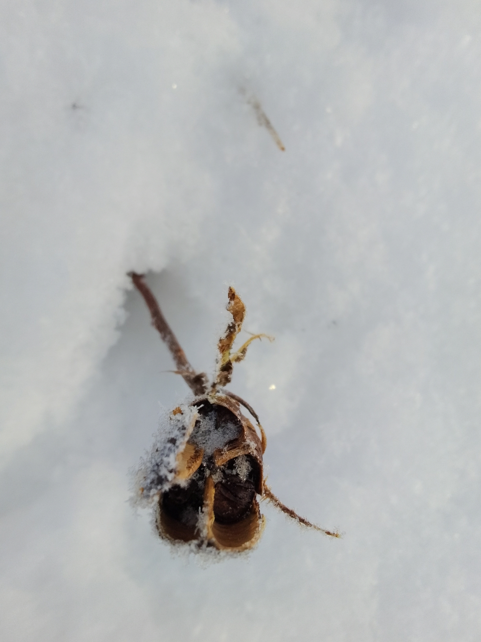 Imagem de Lírio-siberiano