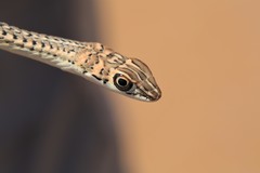 Psammophis leightoni