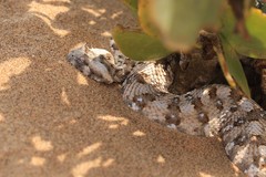Bitis caudalis