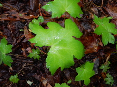 Hydrophyllum