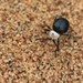 Larger Desertcoast Spider Beetle - Photo (c) mlouwsma, some rights reserved (CC BY-NC), uploaded by mlouwsma