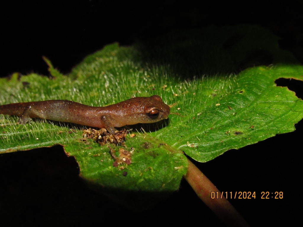 Coban Climbing Salamander in January 2024 by samuelfairhurst · iNaturalist