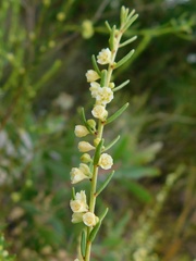 Clutia ericoides