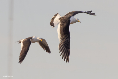 Olrog’s Gull｜奥氏鸥 参考照片