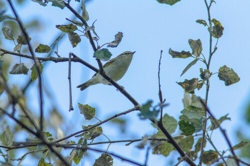 Yellow-browed Warbler, Botlek, Rotterdam, Nederland, photo 5 of 10