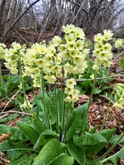 Primula intricata