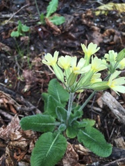 Primula intricata